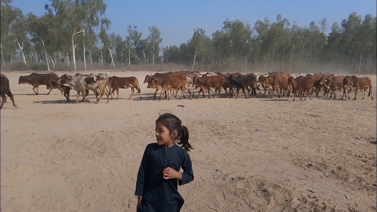 Ajj hum NY bohot sari cow 🐄🐮 dekhi