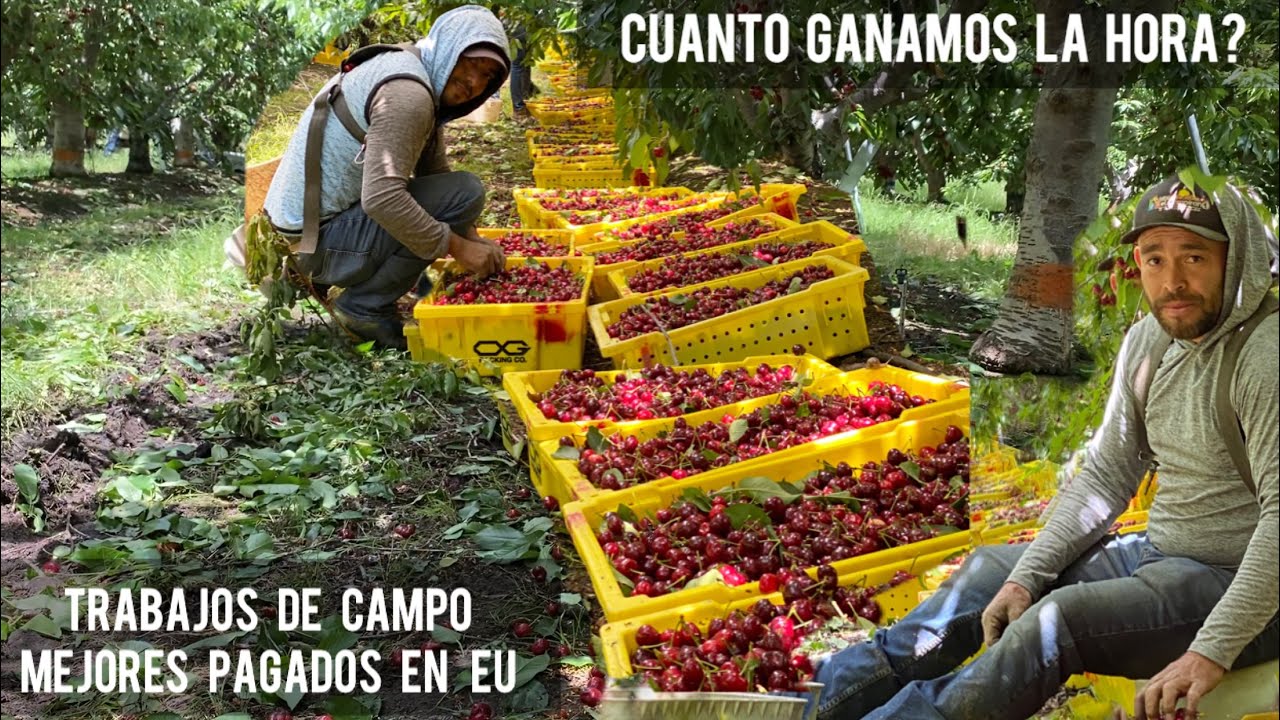 CUANTO SE GANA EN E.U TRABAJANDO EN LA AGRICULTURA?🍒🍒😎