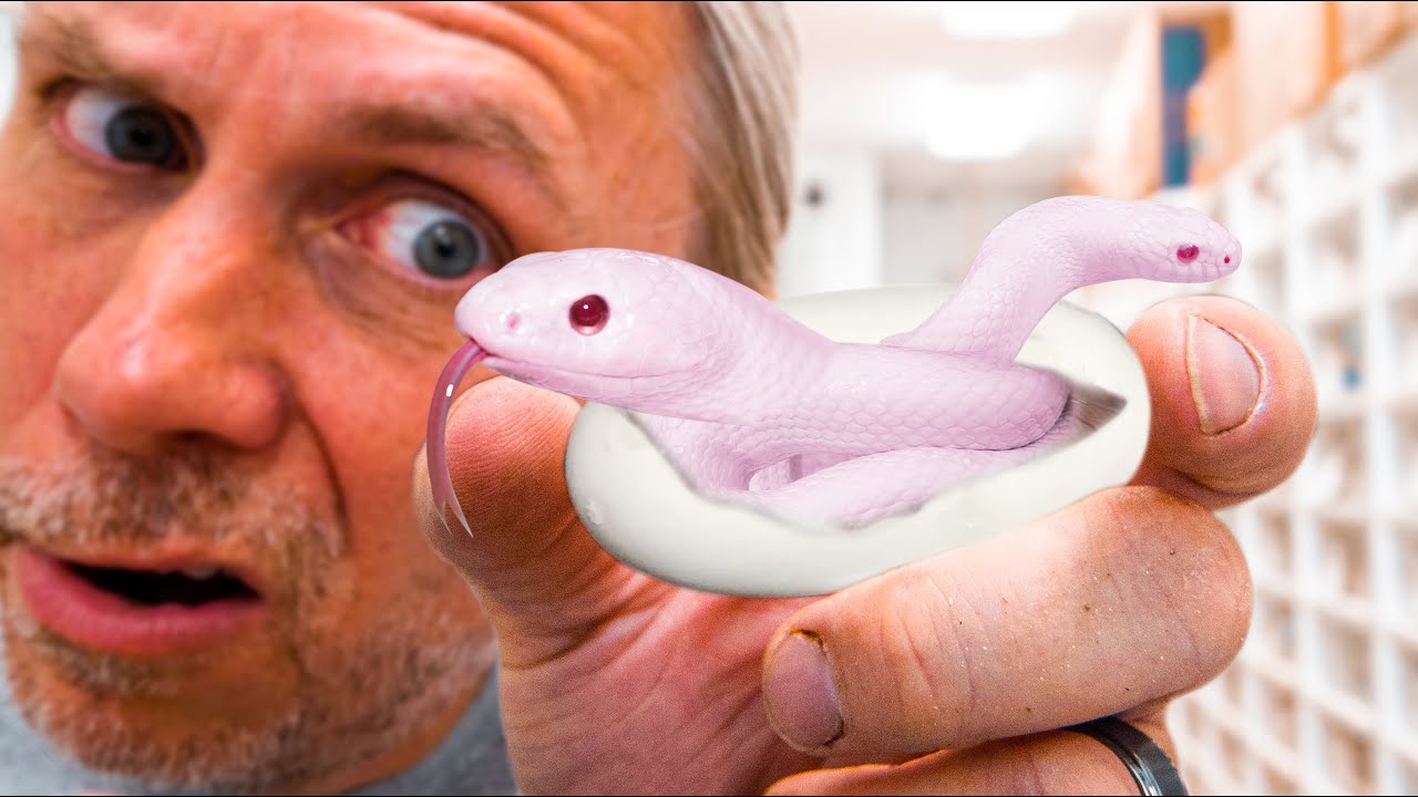 TWIN PINK SNAKES HATCHING!! | BRIAN BARCZYK
