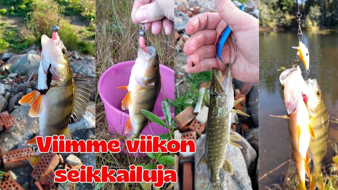 Lätäkkökalastusta ja metsähökkeli | Suomen Luonto
