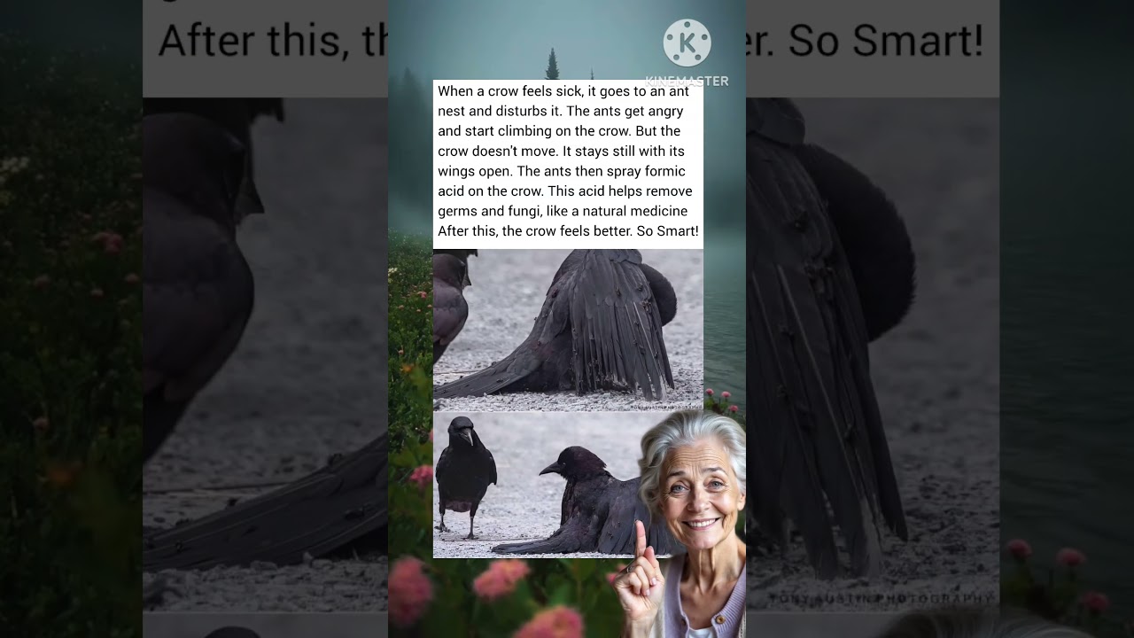 Genius Trick Crows Use to Heal Themselves Will Blow Your Mind #animalwisdom #smartanimals
