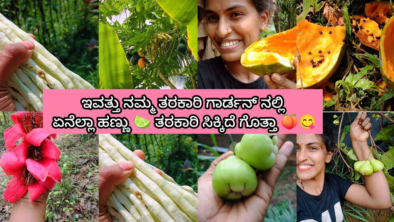 ನಮ್ಮ ತರಕಾರಿ ತೋಟದಿಂದ ಏನೆಲ್ಲಾ ಹಣ್ಣು 🍋‍🟩 ತರಕಾರಿ ಸಿಕ್ಕಿದೆ ನೋಡಿ 😍 🍑😋