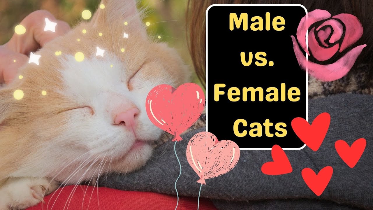Are Male Or Female Cats More Loving And Affectionate?