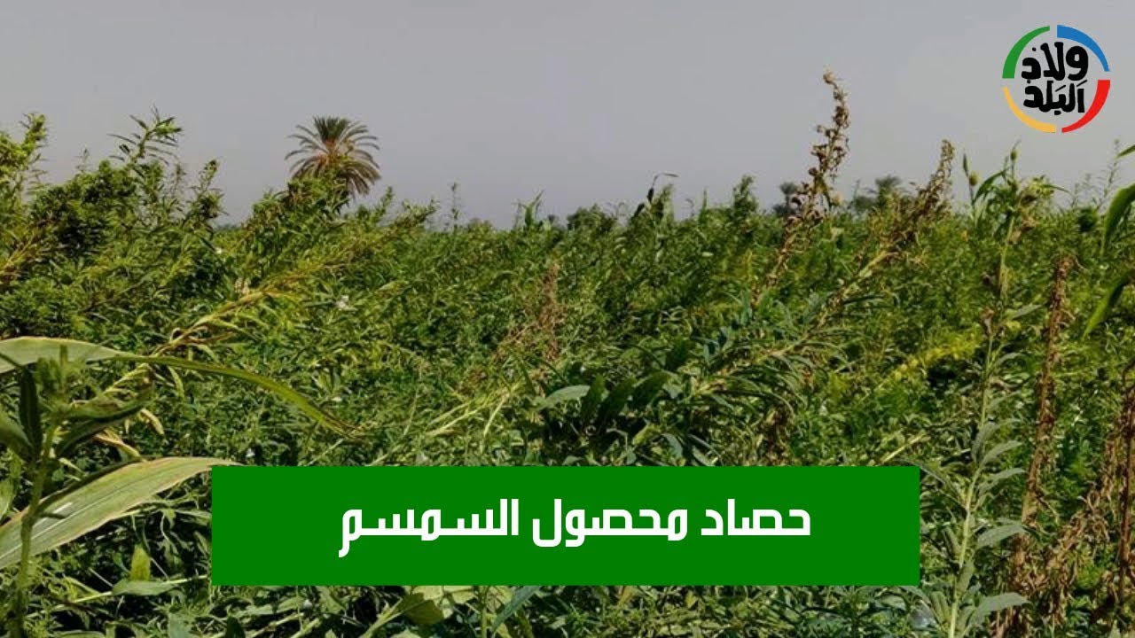 دشنا اليوم | خطوات حصاد محصول السمسم