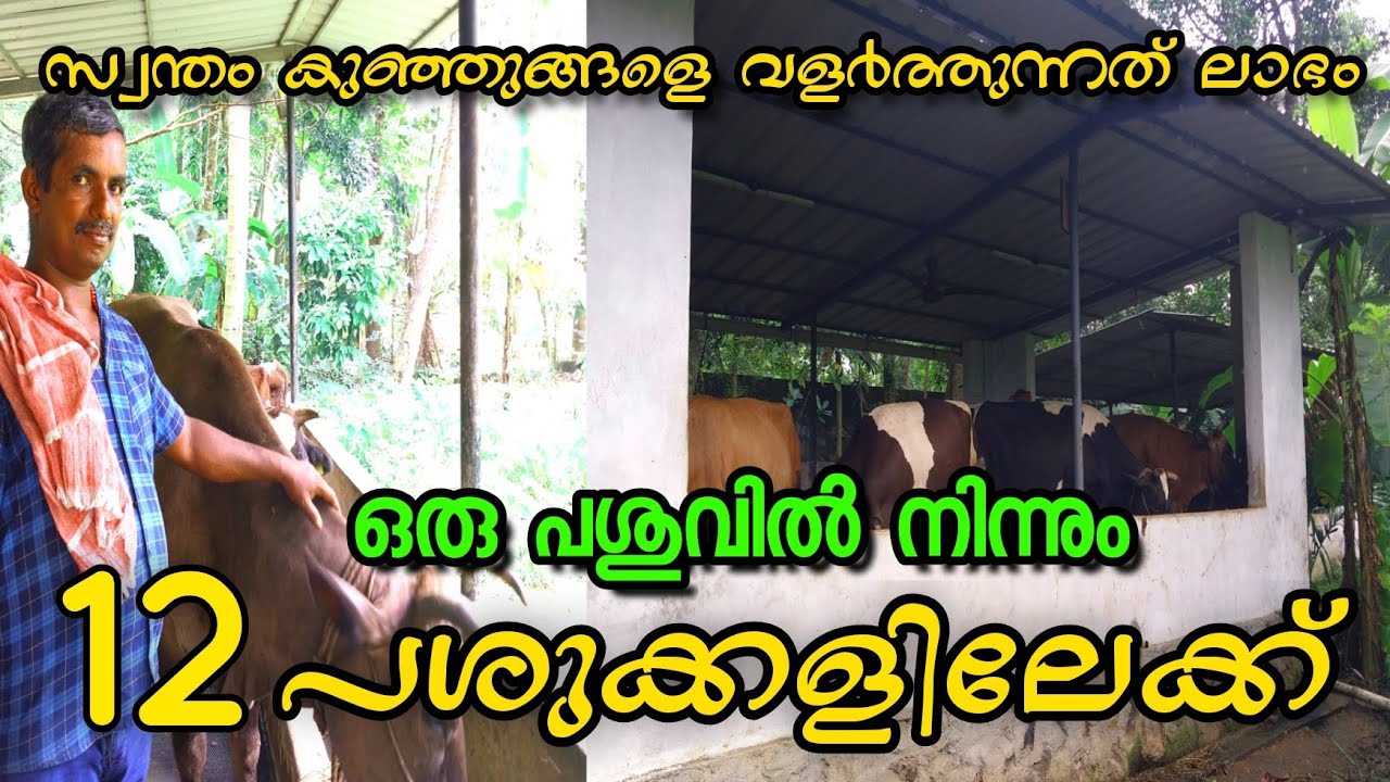 അമ്മ വാങ്ങി തന്ന ഒരു പശുകുട്ടിയിൽ നിന്നും 12 പശുക്കളിലേക്ക് എത്തിച്ച യുവ കർഷകൻ  