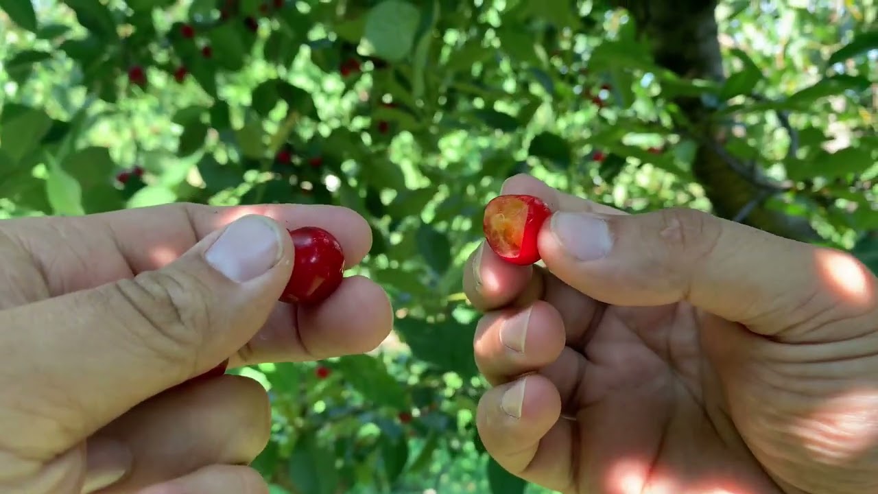 Montmorency Cherry Tasting