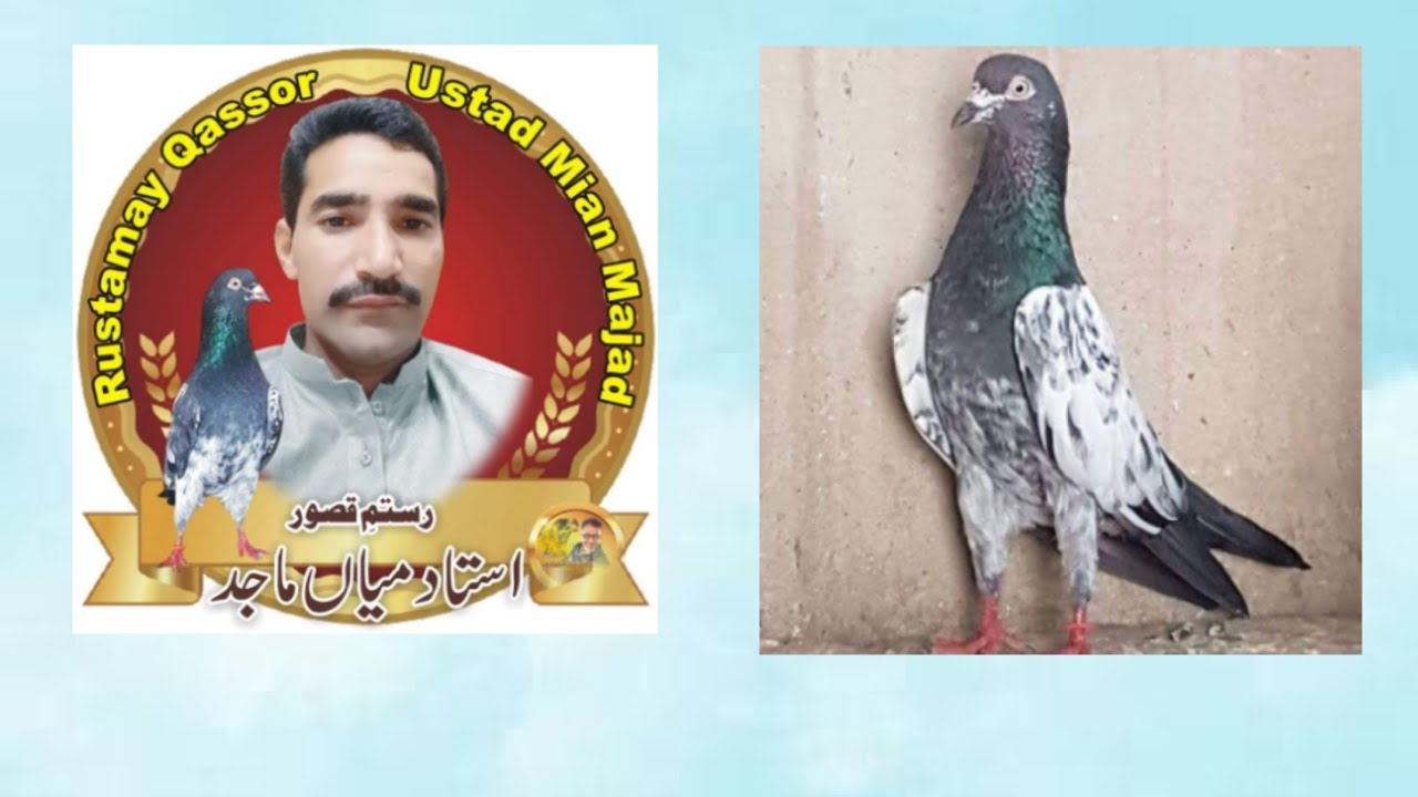 Ustad Mian Majid Of Kasur k Nayab Breeder Kabootaro ka Shoq#pigeon #bird #breed