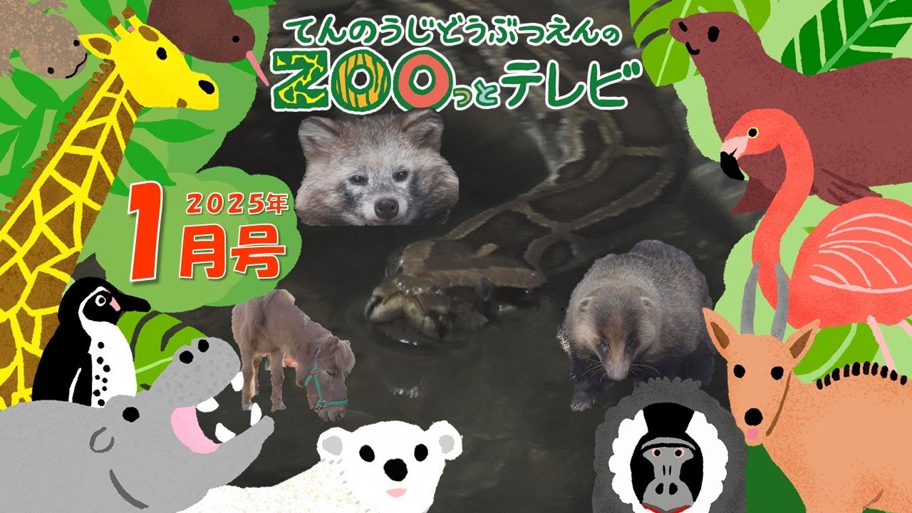 第31回てんのうじどうぶつえんのZOOっとテレビ ｜ 公式HPでプレゼント企画実施中！ 天王寺動物園｜2025年1月号