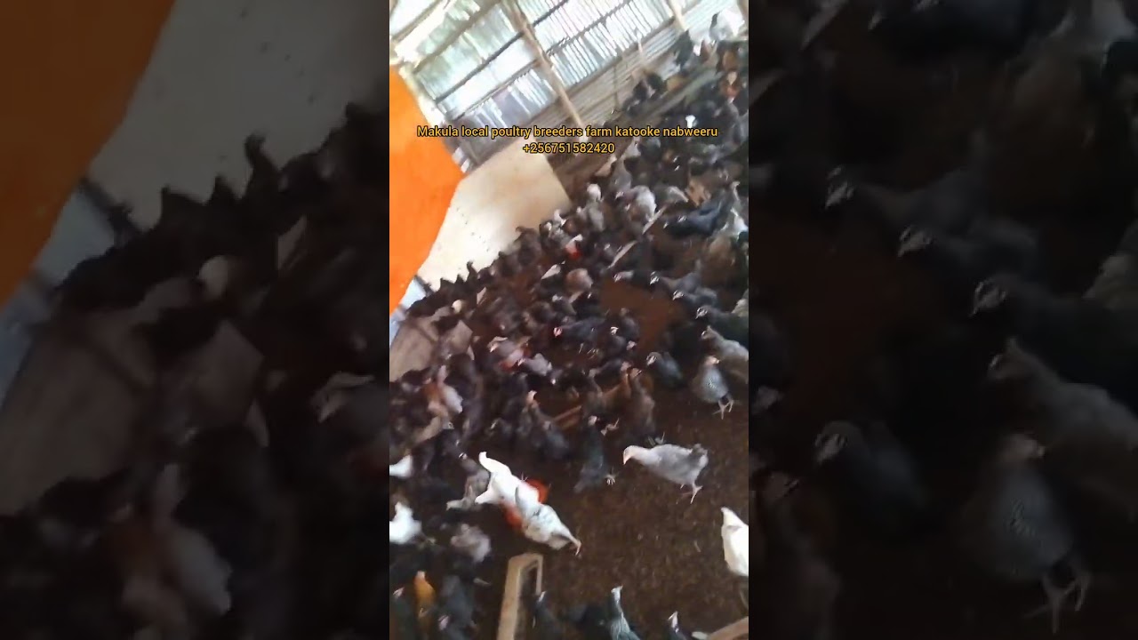 NJANGU OLABE NAMUNJI WENKONKO BANNAYE