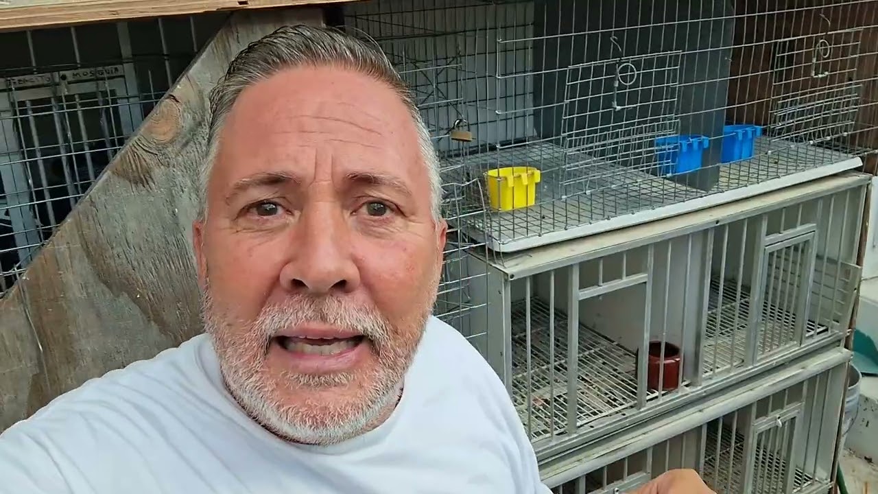 LA CRÍA DE PALOMAS EN MIAMI. 🕊 🕊 🕊 🕊 🕊TRES PREGUNTAS SOBRE COLOMBICULTURA.Palomas y reflexiones🕊🕊🕊👏🤨
