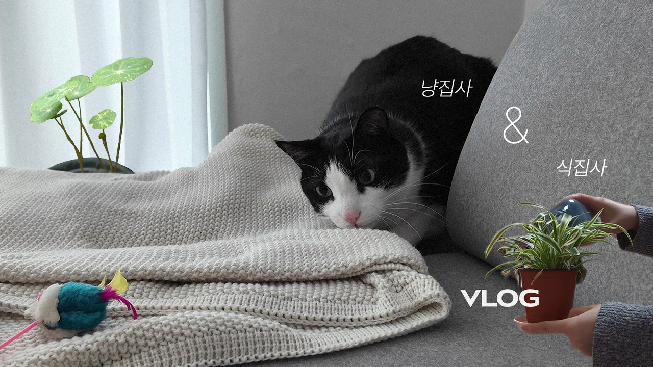 Vlog. 식집사 & 냥집사의 하루를 담아 보았다. + 르방도 키움....
