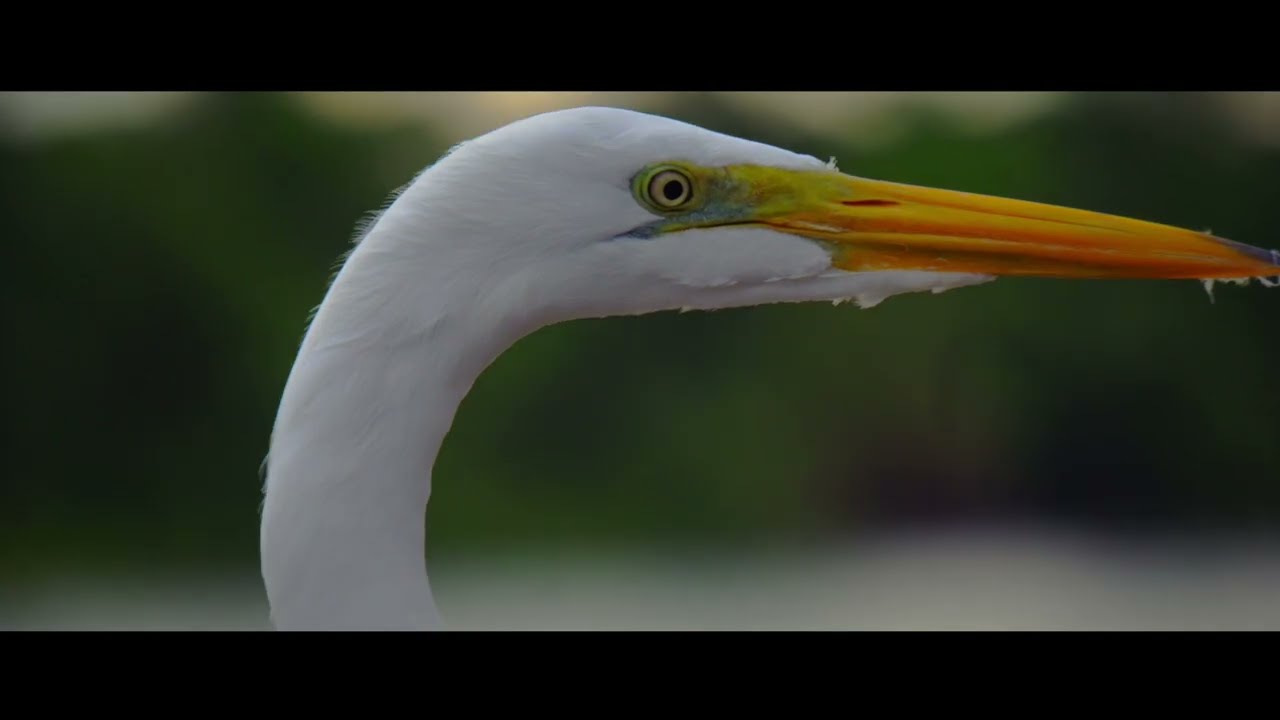 Melhor de Mim (lyric oficial Brasil)