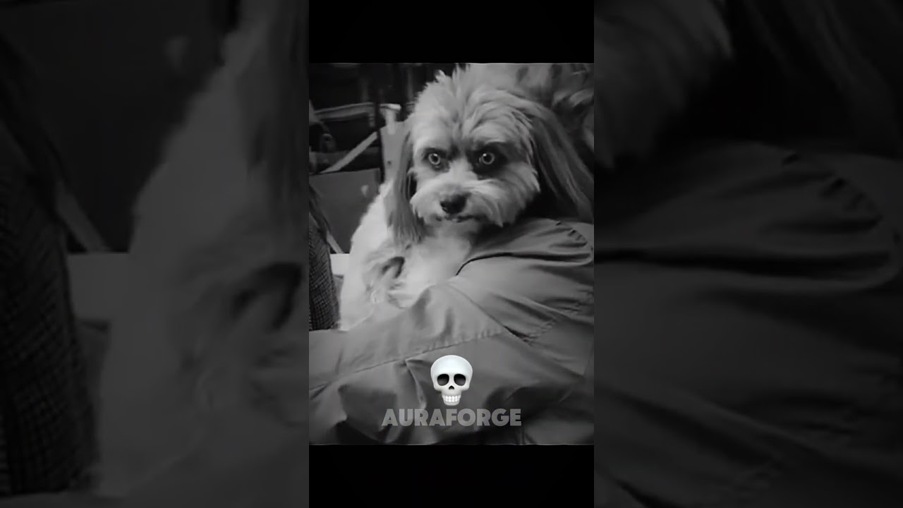 Dog Smiles Can Be Creepy😧