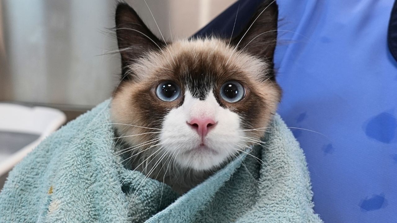 You Won't Believe This Ragdoll Kittens Reaction To Grooming
