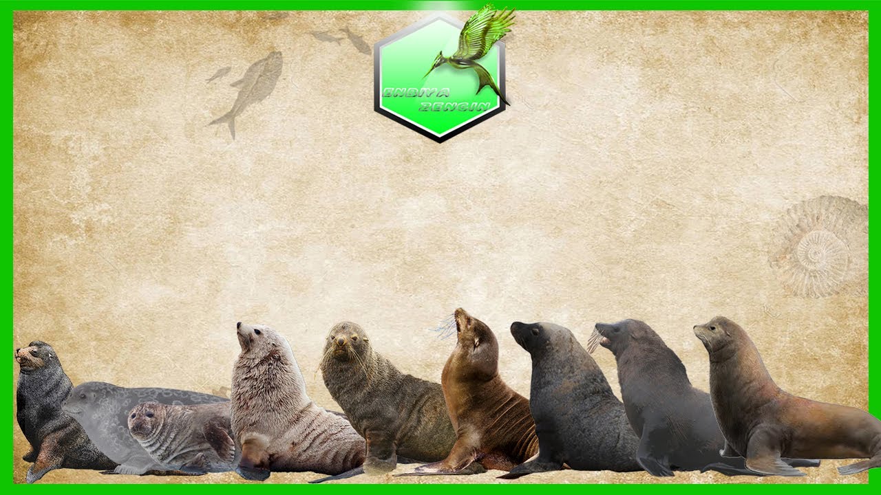 Seals Sea Lion and Wallruses Size Comparison Living Extinct