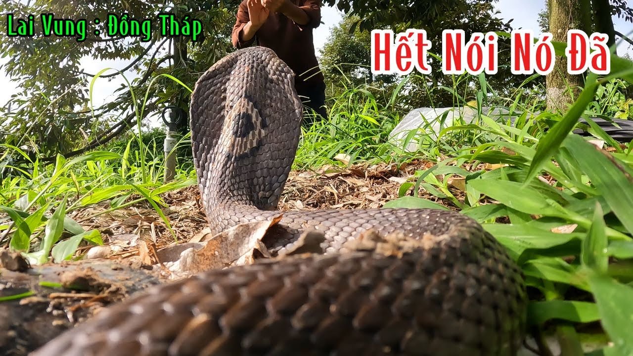 Giúp Đỡ Ông Chủ Vườn  Sầu Riêng Bắt Những Con Hổ Mang Sống Lâu Năm | Mười Thương SB