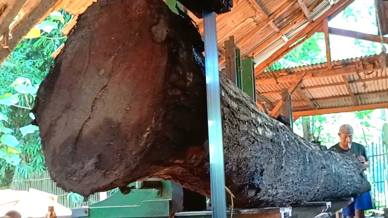 Unexpectedly, the cutting of a large mahogany tree is full of beauty. 