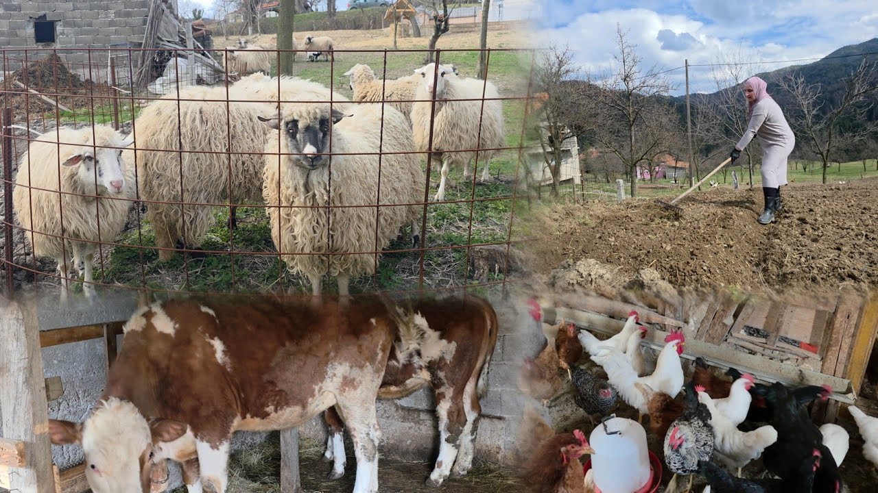Teško je biti Seljak- ali Vrijedi- Seoski poslovi počeli 