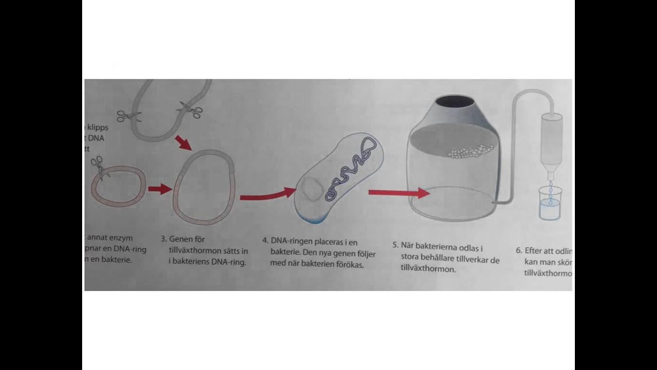 Genetik del 3