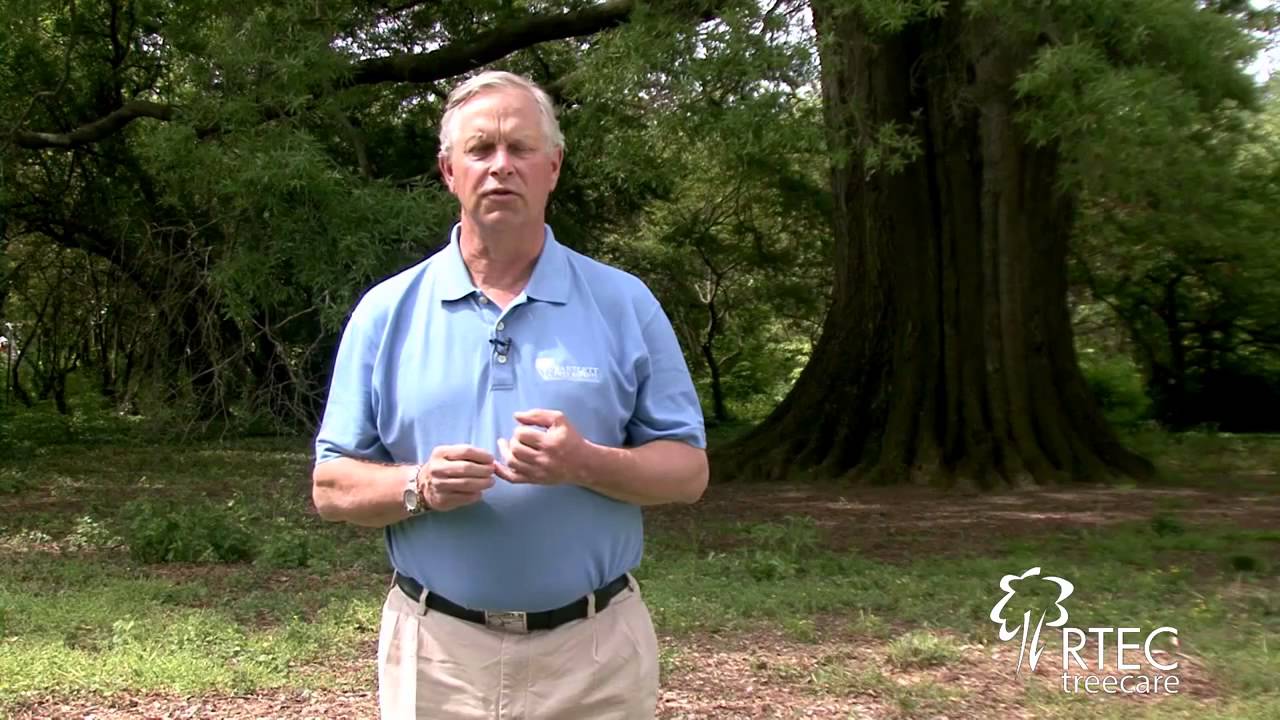 Tree Inspection, What You Should Know&trade;