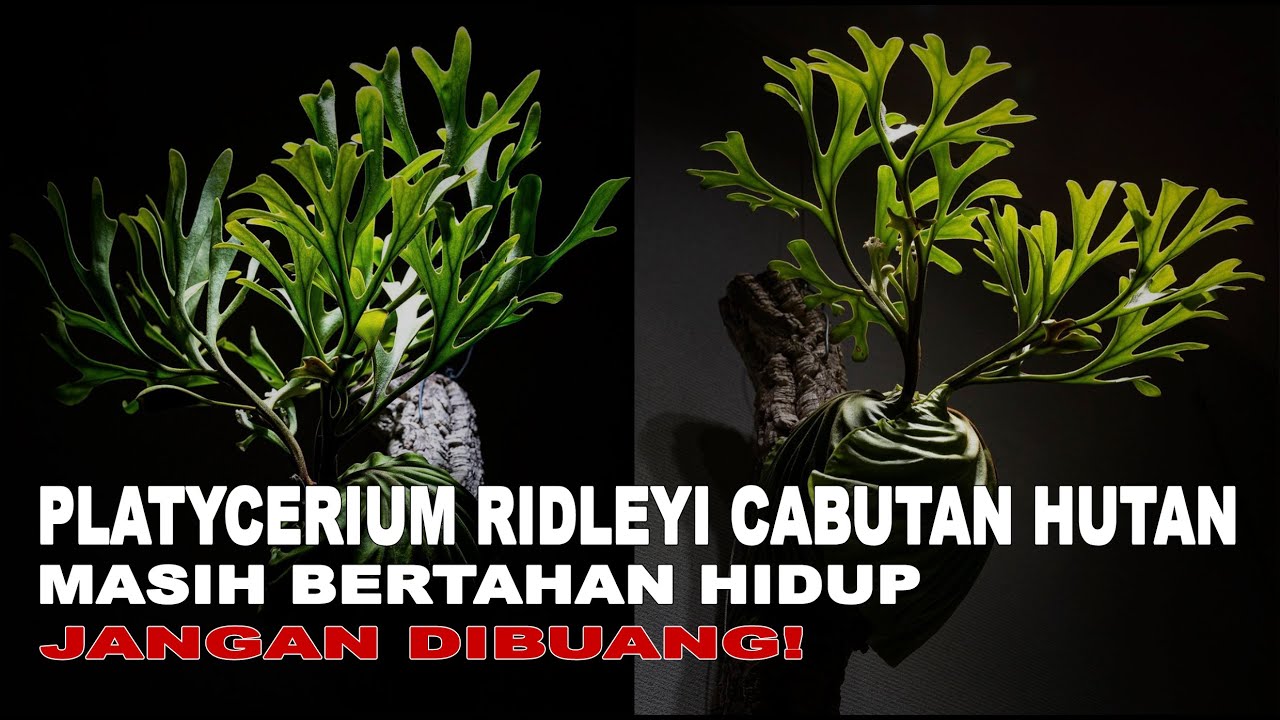 Cara Mengatasi Platycerium Cabutan dari Hutan agar Hidup dan Sehat kembali