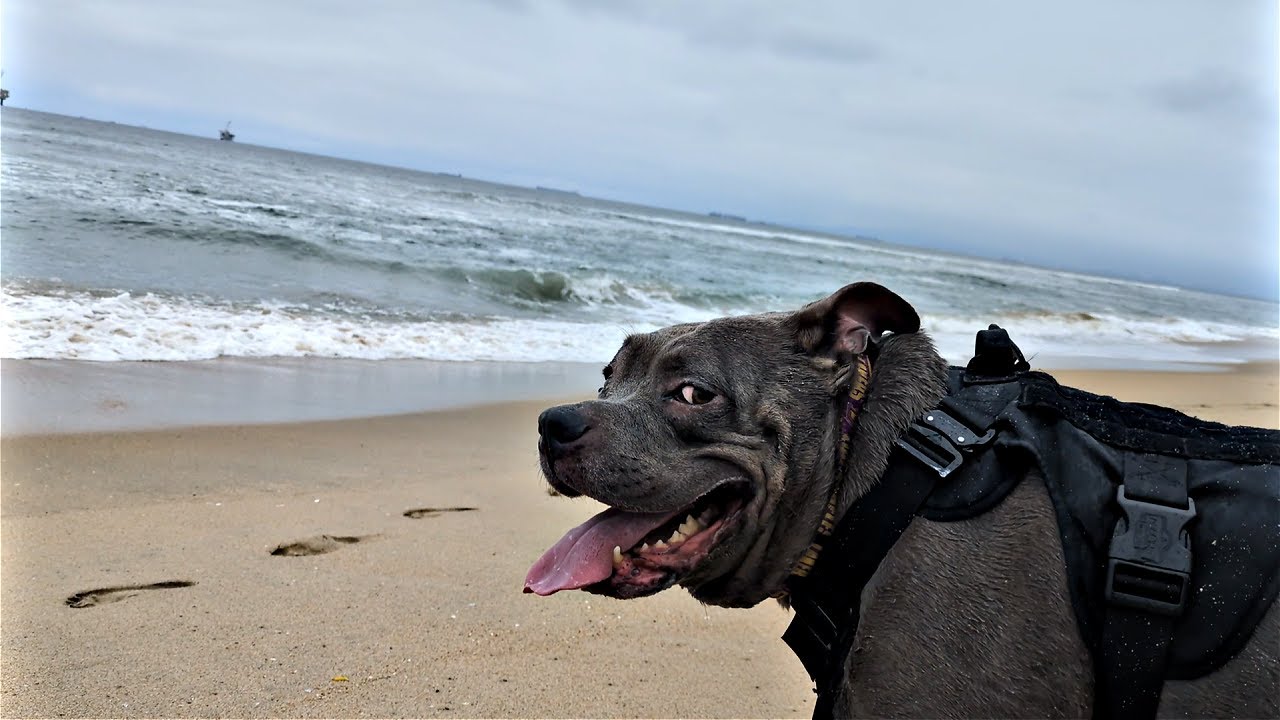 Talking Pitbulls Adventure To The Dog Park On The Beach In California!!