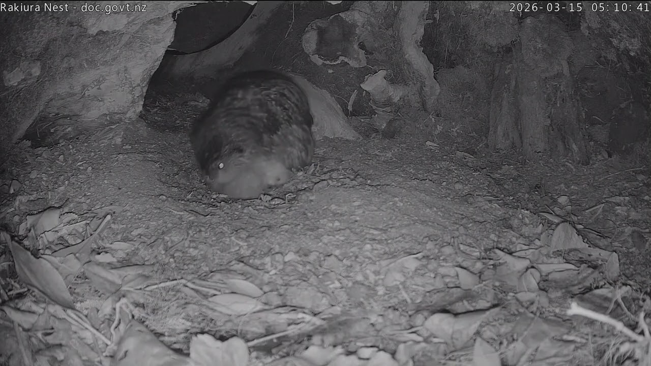 🐥🐥&🥣Nest of Rakiura the kākāpō, New Zealand 2026/03/15