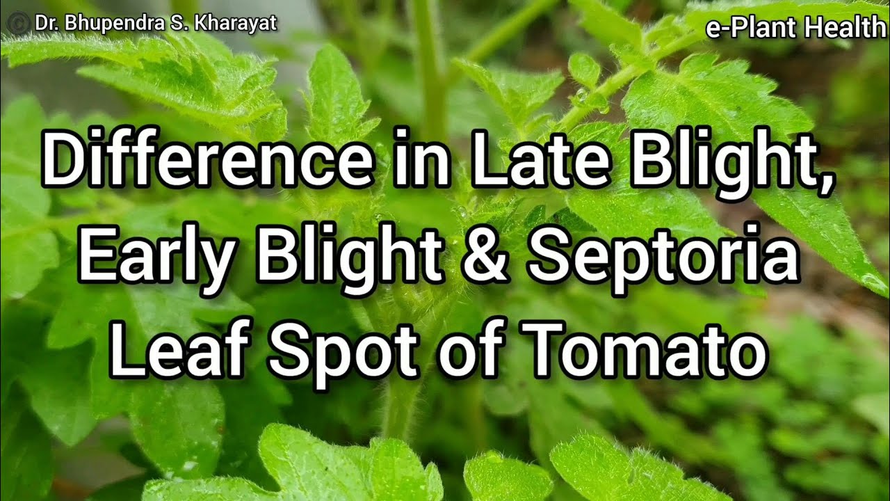 Difference in Late Blight, Early Blight and Septoria Leaf Spot of Tomato|Dr. Bhupendra S. Kharayat