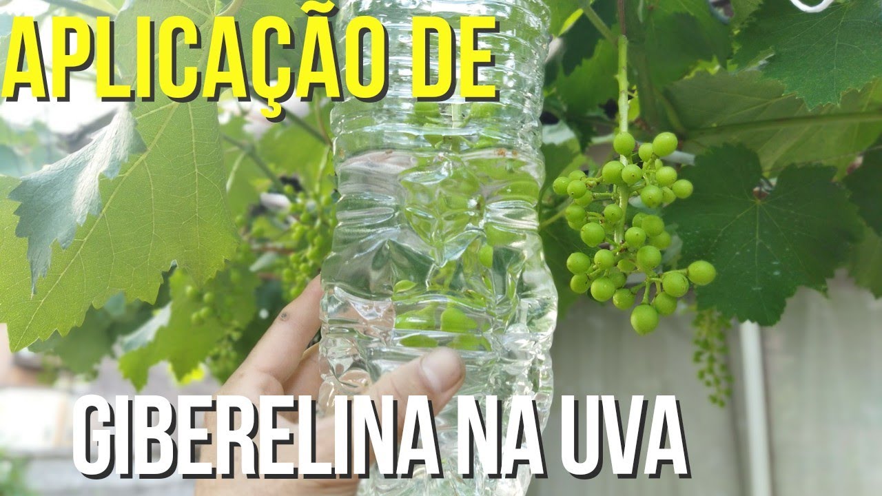 Segunda Aplicação de Giberelina na Uva Kyoho