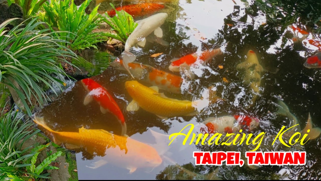 VIEWING, AMAZING COLORFUL KOI FISH | TAIWAN VLOG | @JOHONA