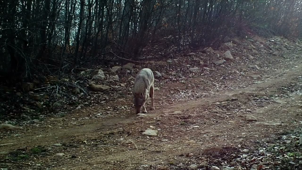 KURTLAR(WOLVES) - FOTOKAPAN(TRAILCAMERA)