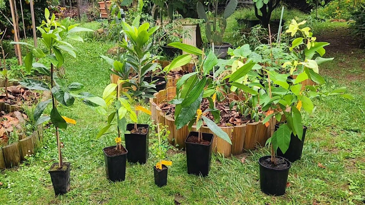 Unboxing Rare Lucuma + Other Exotic Tropicals