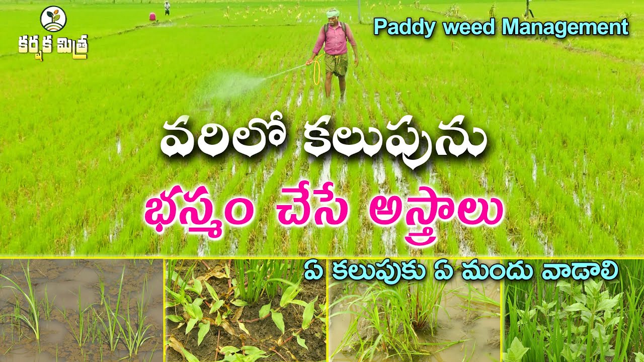 వరిలో కలుపును సులభంగా నివారించవచ్చు || Weed control in Dry Direct Seeded rice || Karshaka Mitra