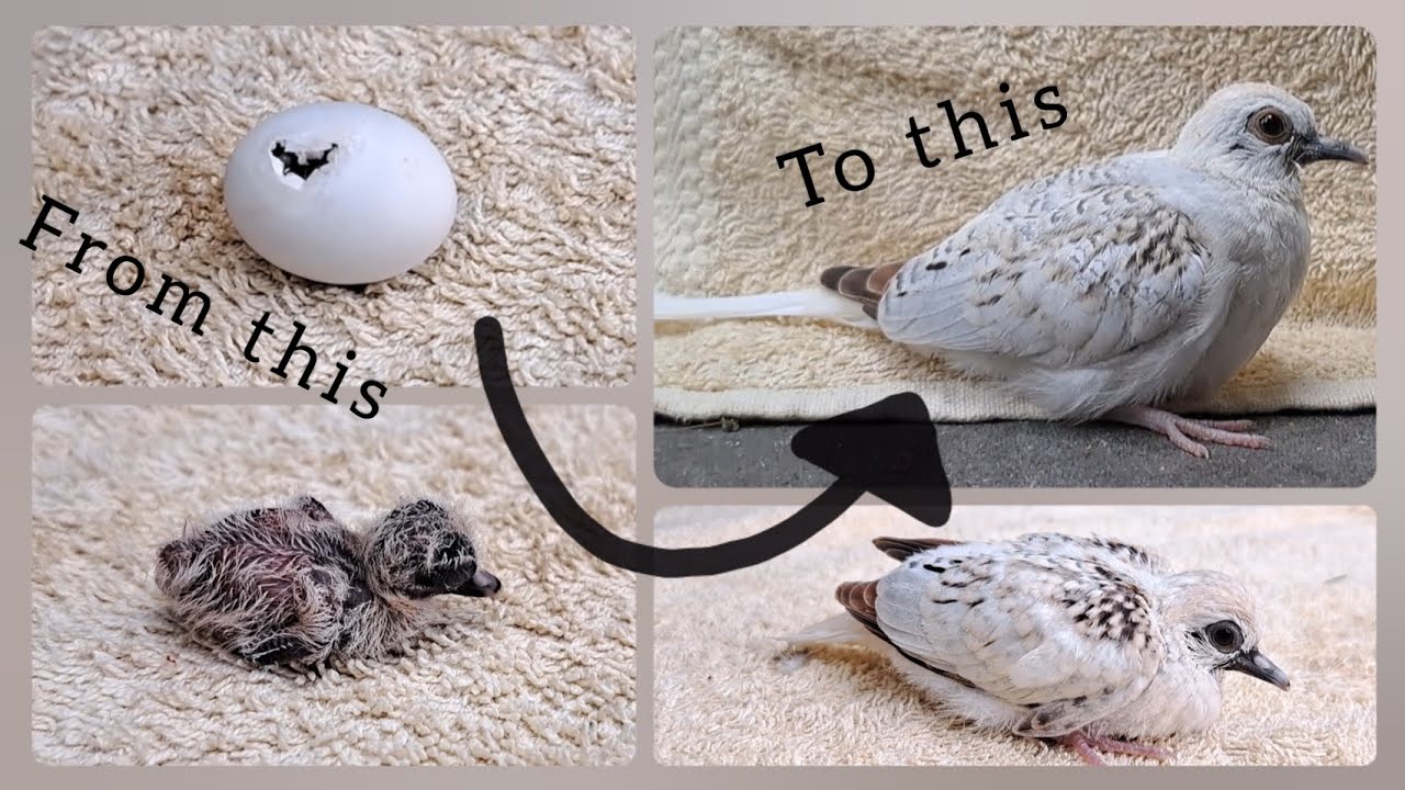 Diamond dove growth stages - First 21 days | Nena's birds