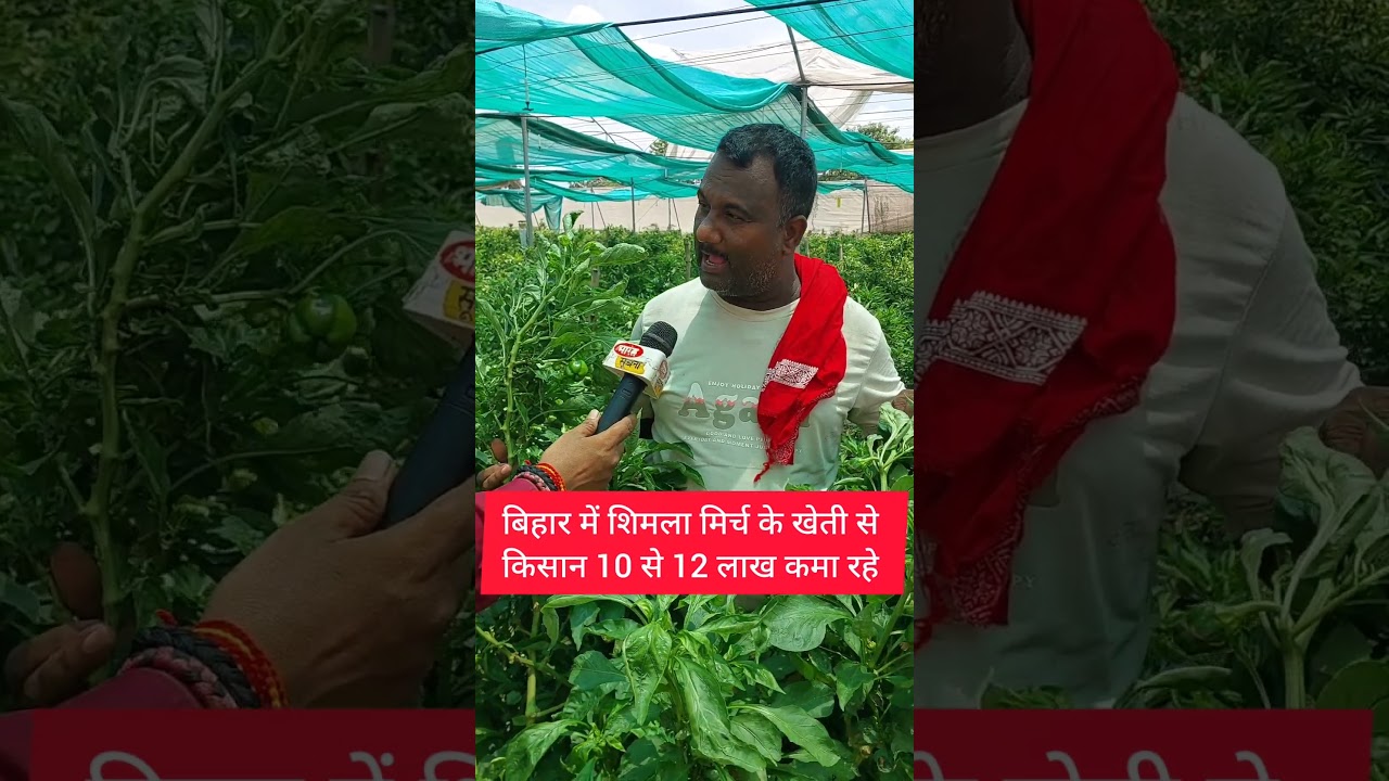 बिहार में शिमला मिर्च के खेती से किसान खुशहाल ll #ShimlaMirch #CapsicumFarming #BiharKisan #Bihar