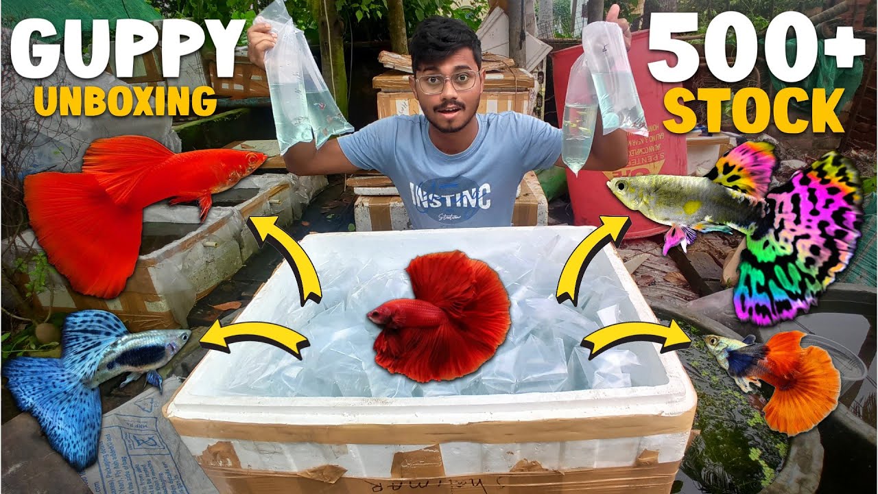 New Guppy Fish Sell | Online Fish Order