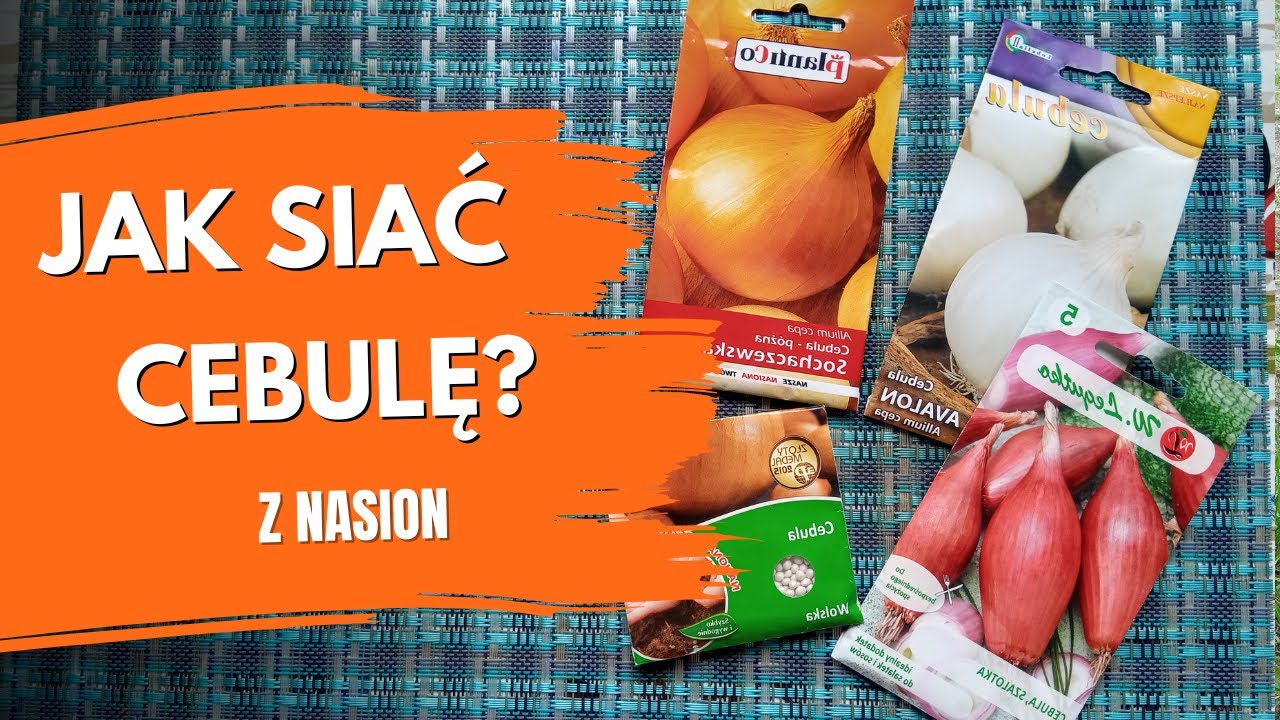 Jak siać cebulę z nasion? Siew cebuli na rozsadę. Cebula z rozsady – kiedy siać? Porady ogrodnicze