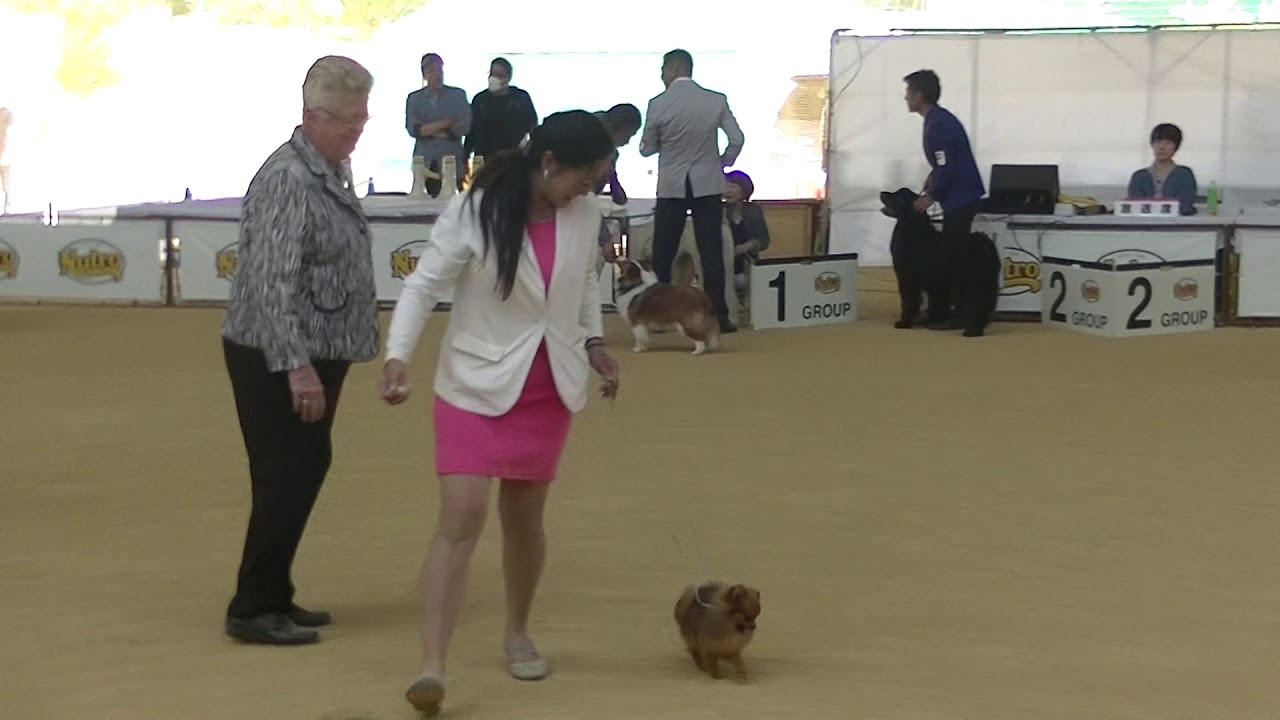JKC dog show in Shiga Japan 2018 a