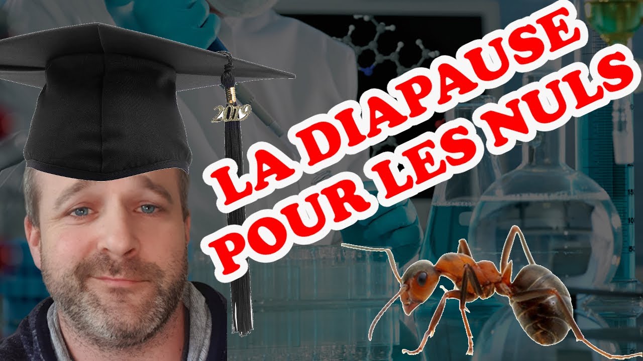 Fourmis - LA DIAPAUSE SELON KIPYATKOV !