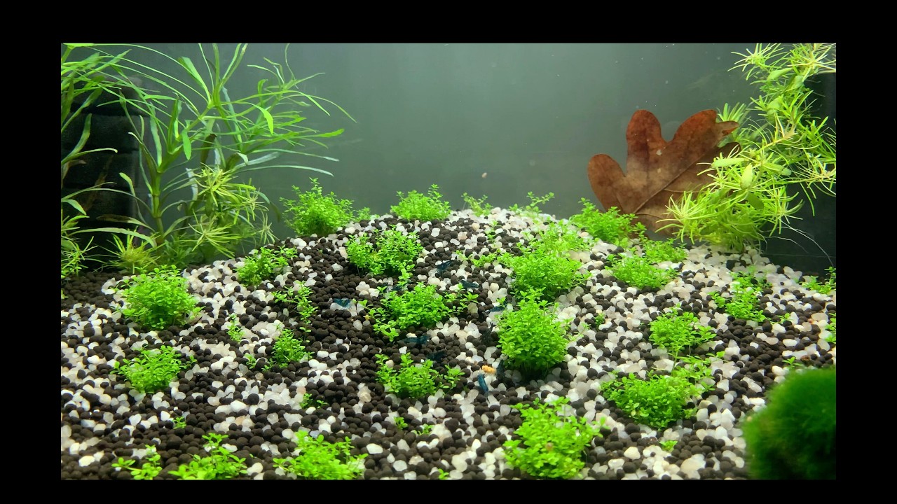 3h 34min Relaxing Shrimp Feeding 🦐 | 4K Aquarium Chill