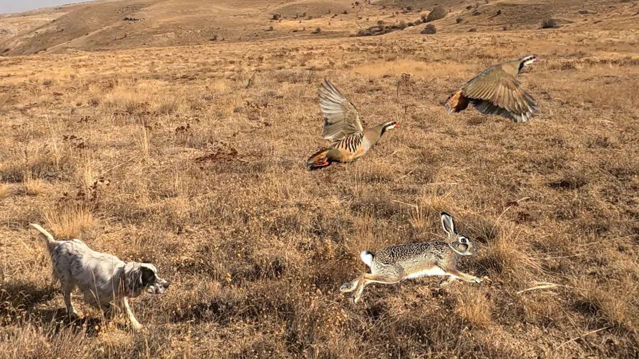 K&Ouml;PEKLERLE KEYİFLİ BİR AV! (KEKLİK VE TAVŞAN AVI)