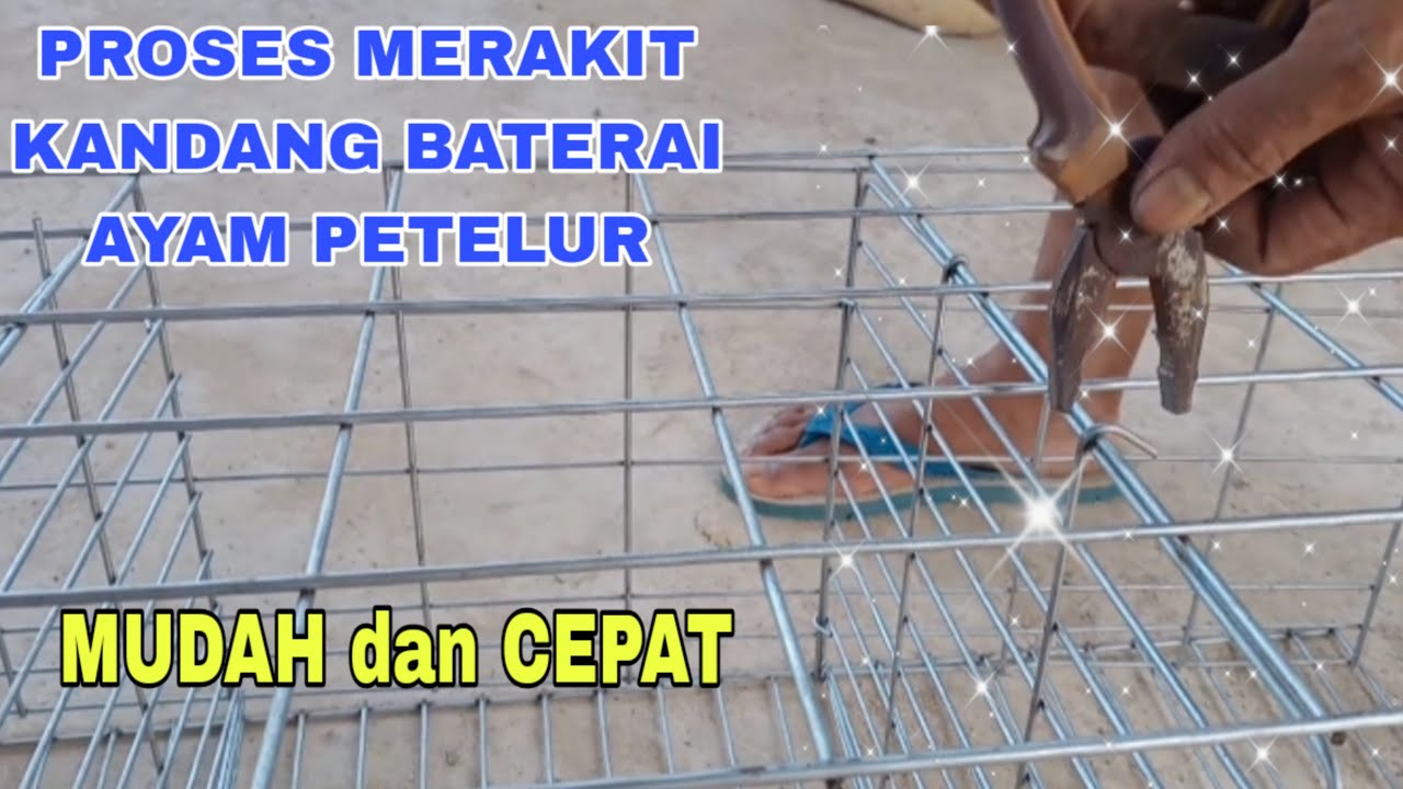PROSES MERAKIT KANDANG BATERAI AYAM PETELUR MUDAH DAN CEPAT