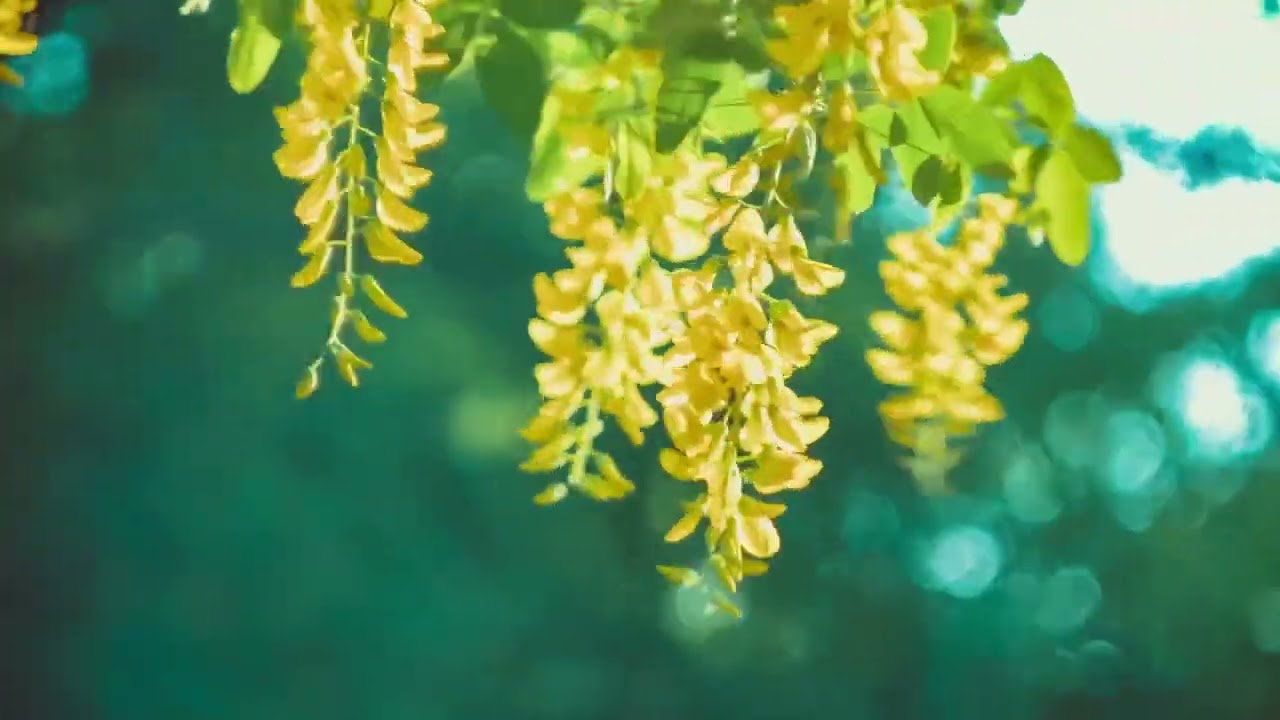 太美了 👍 子琴老歌輕音樂  👍  劉清池 👍  Relaxing Chinese Music 👍 特殊效果音樂演奏 👍 平靜安逸 , 心靈寧靜, 輕鬆自在, 大自然的聲音, 開心舞曲