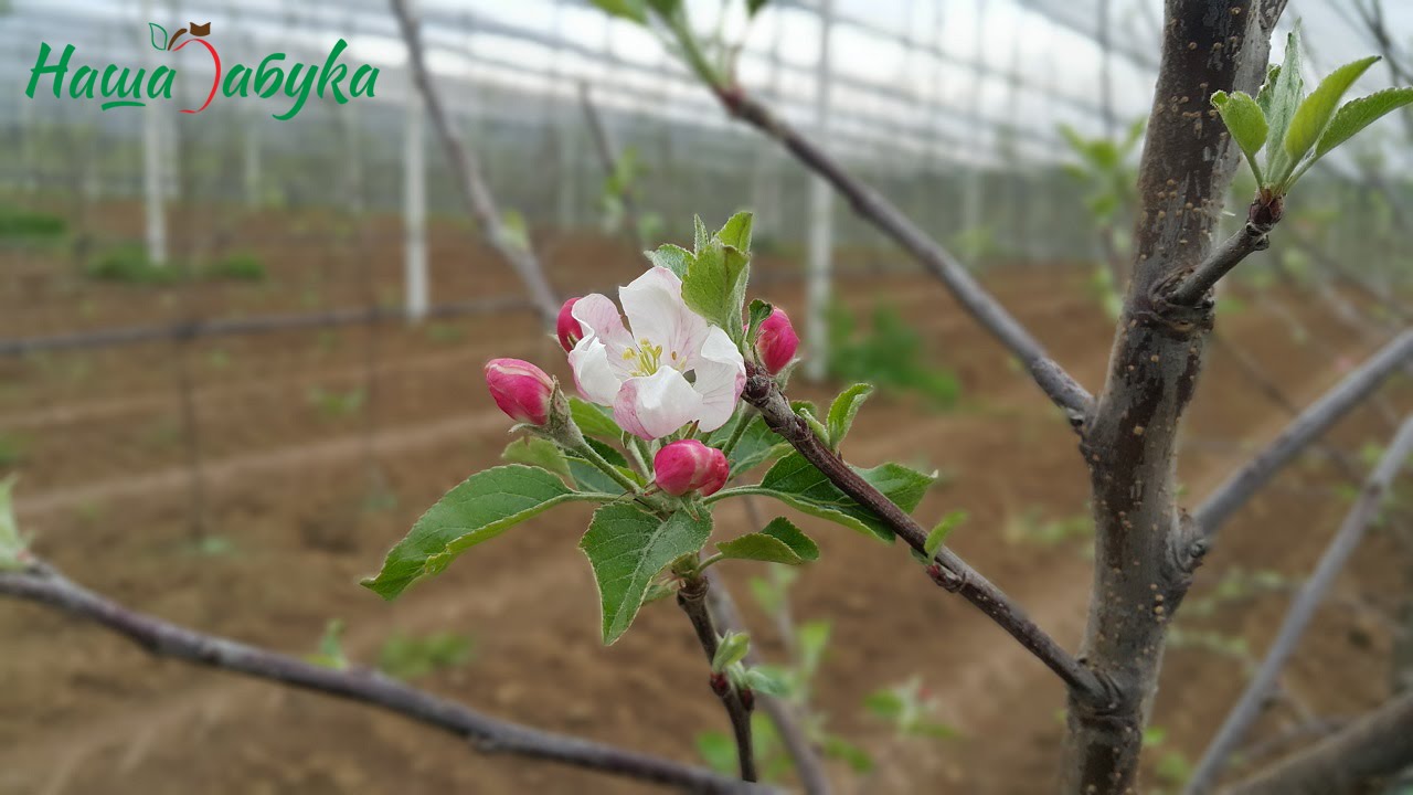 Naša Jabuka - plantaža