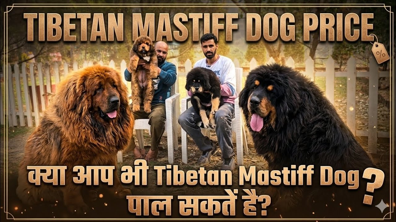 Tibetan Mastiff Dog Price & Information ! TM के बारे में कुछ विशेष जानकारी! 