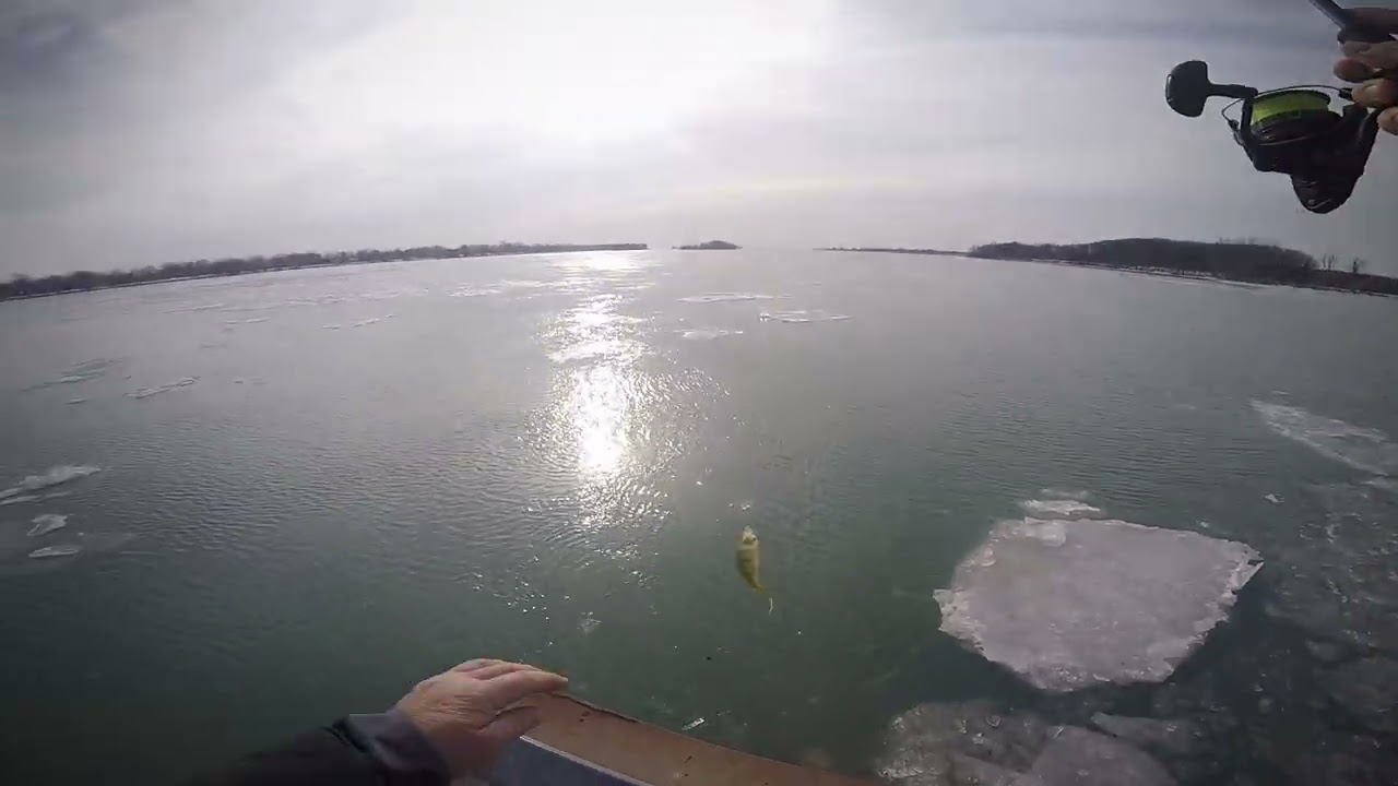January, 2026… pier fishing the Detroit River for perch while dodging ice! #perch#fish#river#winter 