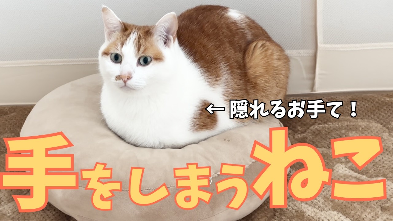 手をしまうねこ｜お手てをすっかりしまって、ふわふわまんまるフォルムのねこ！