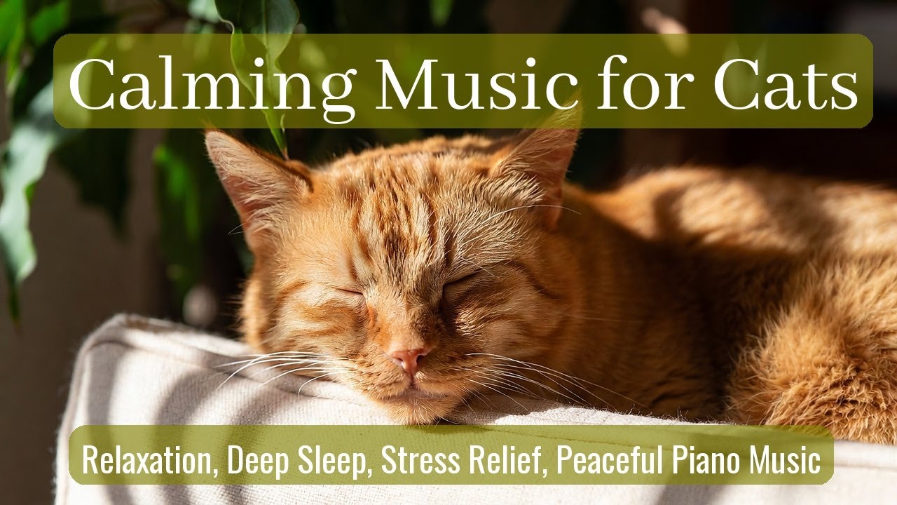LIVE 🐱 Lazy Kitty Relaxing Deeply with Slow Piano Lullabies at Night 😴 | Season 50