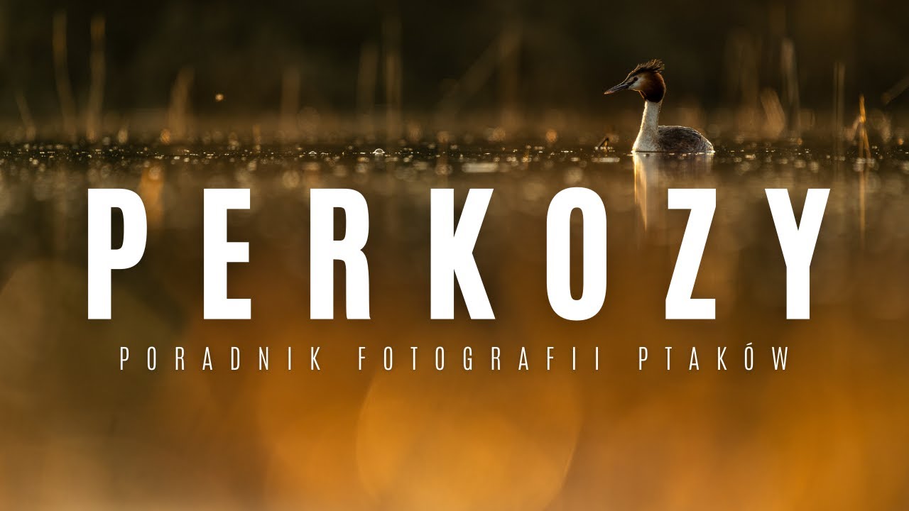 Każdy może je fotografować - poradnik fotografii przyrody - PERKOZY
