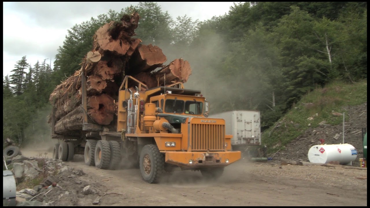 Vancouver Island Tree Stories - WESTERN RED CEDAR - MODERN
